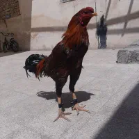 لاری نسل عالی به شرط