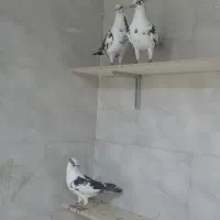 کفتر ابلغ شهرستانی