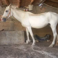 3500000|اسب و تجهیزات اسبسواری|کلاله, |دیوار