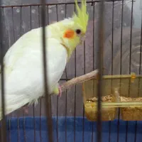 عروس هلندی لوتینو زیبا و باهوش