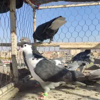 کفتر صبد|پرنده|تربتحیدریه, طالقانی|دیوار