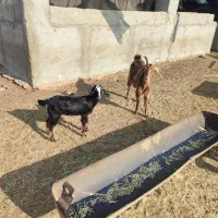 بز. کهره .میش|حیوانات مزرعه|چغادک, |دیوار