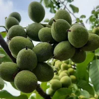 نهال های گردو بادام میوه با اصالت در غرب نهال|خدمات باغبانی و درختکاری|اندیمشک, |دیوار