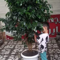 بنجامین لاکچری و سرحال آماده زیبا کردن منزل شما|گل و گیاه طبیعی|رشت, پل تالشان|دیوار