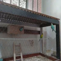 سه تا مرغ عشق باقفس