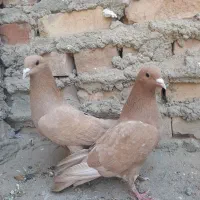 جفت زرد چش سیاه زیبا