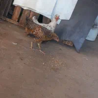 مرغ