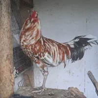 خروس گلین