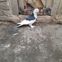 کبوتر|پرنده|مشگین شهر, |دیوار