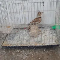 سره خاکی معاوضه با هر پرنده دیگه که بکارم بیاد