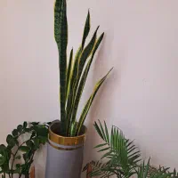 گل طبیعی سرحال