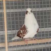 کبوتر شمرونی اصل|پرنده|دماوند, دماوند|دیوار