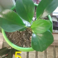 گل های طبیعی عزیز|گل و گیاه طبیعی|کامیاران, |دیوار