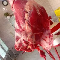 گوشت گوساله  پخش عمده