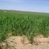 تلمبه اب ربع سن24 کشاورزی