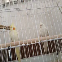 جفت عروس هلندی|پرنده|شوش, |دیوار