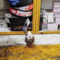 دم قهوه ای نر و سینه ارده ای ماده