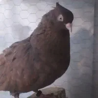 کبوترزاغ سرکه ای