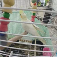 عروس هلندی لوتینو