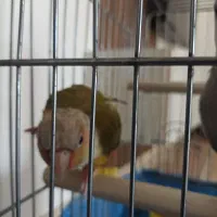 گرینچیک و عروس وایت فیس|پرنده|خرمآباد, |دیوار