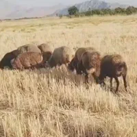 8عدد بره