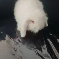 خرگوش لپی اصل|موش و خرگوش|رفسنجان, |دیوار