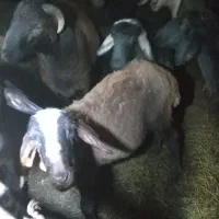 بره افشاری ماده|حیوانات مزرعه|دلند, |دیوار