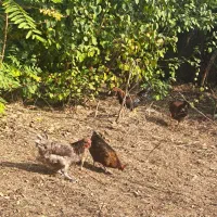 ۴ عدد مرغ تخم گذار یک خروس|حیوانات مزرعه|مرزنآباد, |دیوار