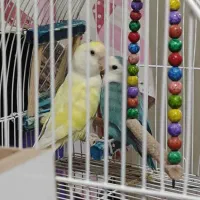 فروش دو عدد کوتوله برزیلی سالم