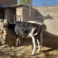 گوساله.گاو.تلیسه