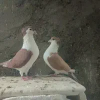 نرو ماده کلاغ افغانی