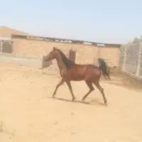 مادیان ۳ ساله