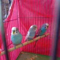 مرغ عشق دانه ای ۱۸۰هزار|پرنده|هشتگرد, فاز ۷ مهستان|دیوار