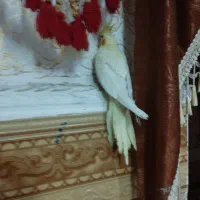 عروس هلندی|پرنده|اهواز, منبع اب|دیوار