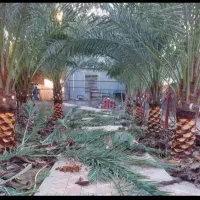 بریدن نخل و درخت قطع نخل هرس کردن نخل .استاد نخل