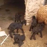 بره قوچ هترو