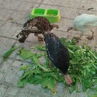 فروش مرغ،خروس،بوقلمون