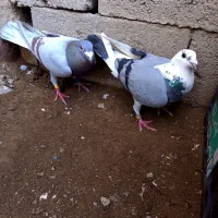 کبوتر|پرنده|میاندوآب, |دیوار