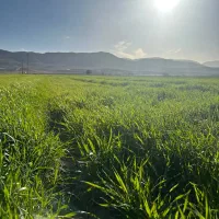 فروش ۵ هکتار زمین کشاورزی اول بیضا