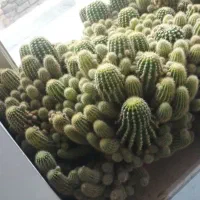 کاکتوس  بسیار زیبا و بزرگ