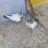 سه عدد کبوتر