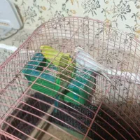 مرغ عشق نرو ماده