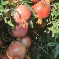 حرص درختان مرکبات