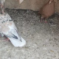 دم سفید. تکی هم میدم|پرنده|سبزوار, رضوان|دیوار