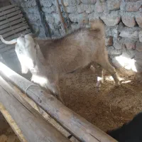 بز آبستن دوقلو زا|حیوانات مزرعه|کوهدشت, |دیوار