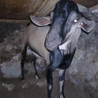 حیوان نری
