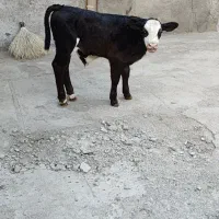 گوساله نر سیمینتال اصل