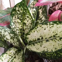 گل کم آب کم نور