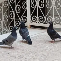 کبوتر پرشی