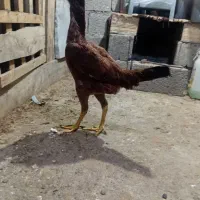 مرغ لاری اصیل
